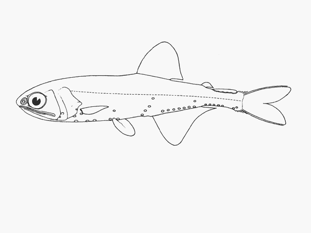 (Loweina) Род ЛОУИНЫ, ЛОВЕЙНЫ 3 вида